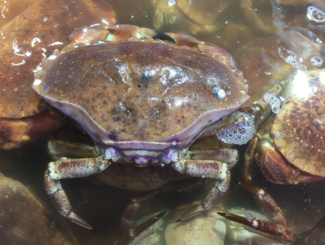 English Bread Crab