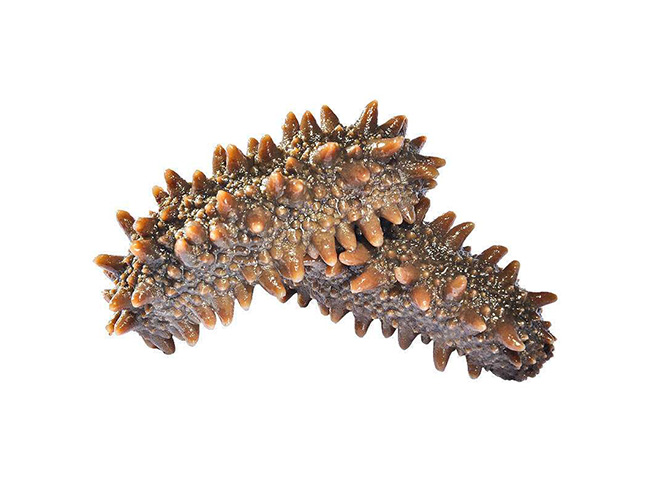 Russian sea cucumber