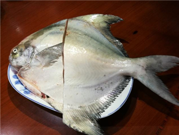 South American Pomfret